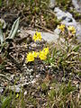 Draba aizoides