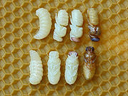 蜜蜂蛹的發育階段
