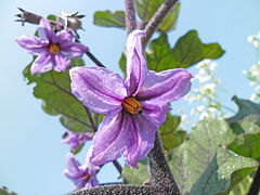Closeup of eggplant flower
