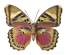 Museum specimen ♂ △ - Ventral side