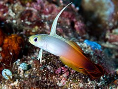 Fire dartfish (Nemateleotris magnifica) (43372442502)