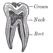 Gray1006 Human tooth diagram-en