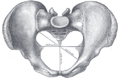 Diameters of superior aperture of lesser pelvis—female