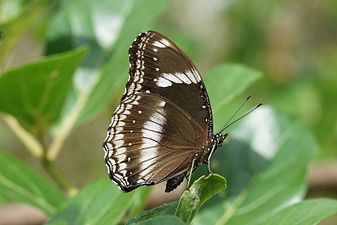 Ventral view (male)