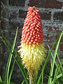 Kniphofia cultivar