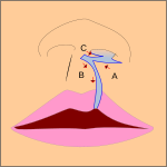 Movement of the flaps; flap A is moved between B and C. C is rotated slightly while B is pushed down.