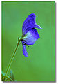 Northern monkshood, blue phase