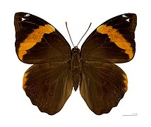 Dorsal side