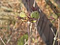 Sambucus racemosa buds