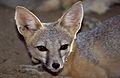 Kit fox (Vulpes macrotis)