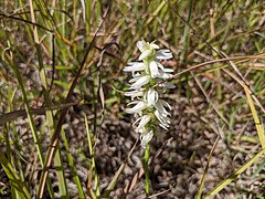 Spiranthes magnicamporum