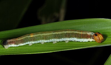 Larva