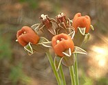 T. acutiloba flowers