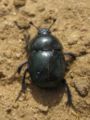Beetle, on the nl:Balloërveld which is heath/sand. IIVQ 19:07, 15 June 2006 (UTC)