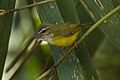 Yellow-bellied warbler Y