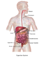 Image 3Illustration of the adult digestive system.