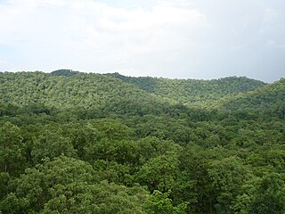Healing Vegetation of Maikal Hills