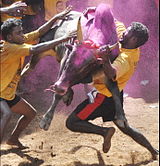 D-10. (Jallikattu)Jallikattu bull riders in Tamil Nadu, India.
