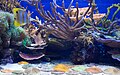 View of small coral tank at Steinhart Aquarium