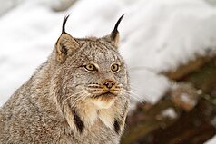 Close facial view of a Canada lynx showing long hair on the lower cheek and characteristic ear tufts