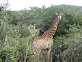 Cape giraffe