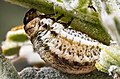 Larva on Lavandula angustifolia