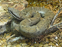 Arizona ridge-nosed rattlesnake