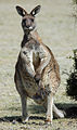 Eastern grey kangaroo (Maria Island)