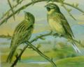 Cirl Bunting