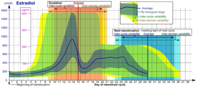 Estradiol during the menstrual cycle