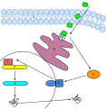 Ethylene permeates the membrane and binds to one of the receptors, ETR/ERS/EIN4, RTE1, or CTR1, located on the endoplasmic reticulum. The receptor releases the usually repressed EIN2. This then activates a series of signal transductions, such as EIN3 and EIL1. EIN3 directly binds to regulatory genes that eventually trigger an Ethylene response. The activated DNA is transcribed into mRNA which is then translated into a functional enzyme that is used for ethylene biosynthesis.The plant responses to ethylene are as follows: fruit ripening, flowers opening, and abscission. Key:1. Ethylene Gas (C2H4)2. Plasma Membrane3. Receptor: ETR/ERS/EIN4, RTE1, CTR14. Endoplasmic Reticulum5. CTR16. EIN27. EIN38. DNA9. mRNA10. HIS1 Differentiation and Growth and PDF1.2 Defence Response