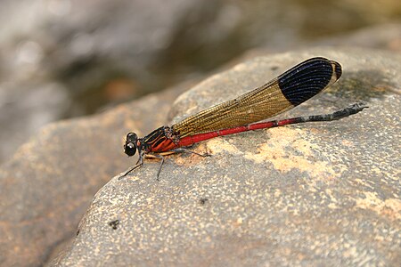 Euphaea dispar male