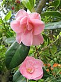 Camellia 'Lady Gowrie' williamsii cross by E.G. Waterhouse