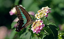 Butterfly feeding on Lantana camara