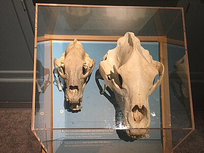 Comparison of skulls from a normal Grizzly bear and its Alaska subspecies