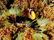 Crab & anemonefish with H. aurora
