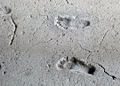 Ancient footprints of Acahualinca: 6000 year old human footprints preserved in volcanic mud near lake Managua, Nicaragua.