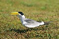 In the Pantanal, Brazil