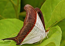 丝蛱蝶亚科的召龙凤蛱蝶 Marpesia zerynthia