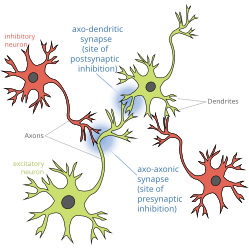 Presynaptic Inhibition