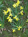 Narcissus 'February Gold'