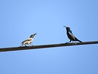 Pair in south Hebron, State of Palestine