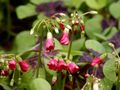 Oxalis tetraphylla