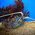 杂色龙虾（英语：Panulirus versicolor）