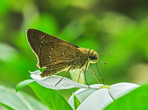 Ventral view