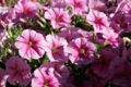 Pink Petunias, Albury Botanical Gardens