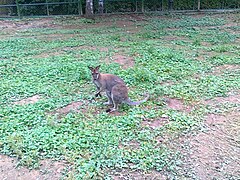 Tammar wallaby