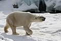 A polar bear roaming his habitat at the Buffalo Zoo.