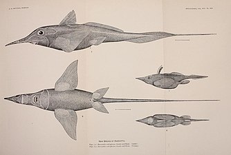 Illustration from paper giving the original description