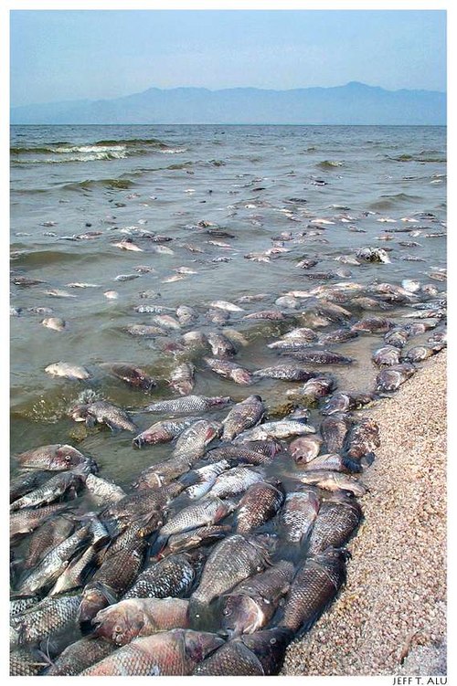 Salton Sea Tilapia